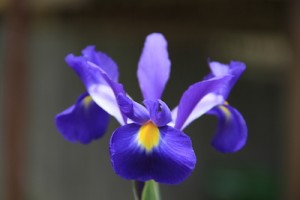 Purple_iris_flowers for valentines day