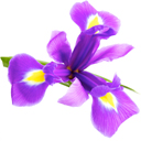 mothers-day-flowers-iris