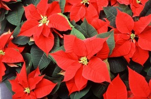 poinsettia-565591_640