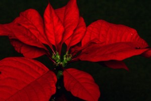 poinsettia-649708_1280