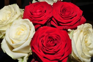 roses-143187_1280