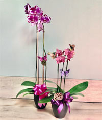 A Classic Potted Orchid