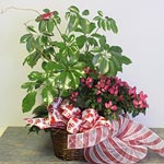 Howdy, Pard'ner! Texas Gift Basket - Elaine's Florist & Gift